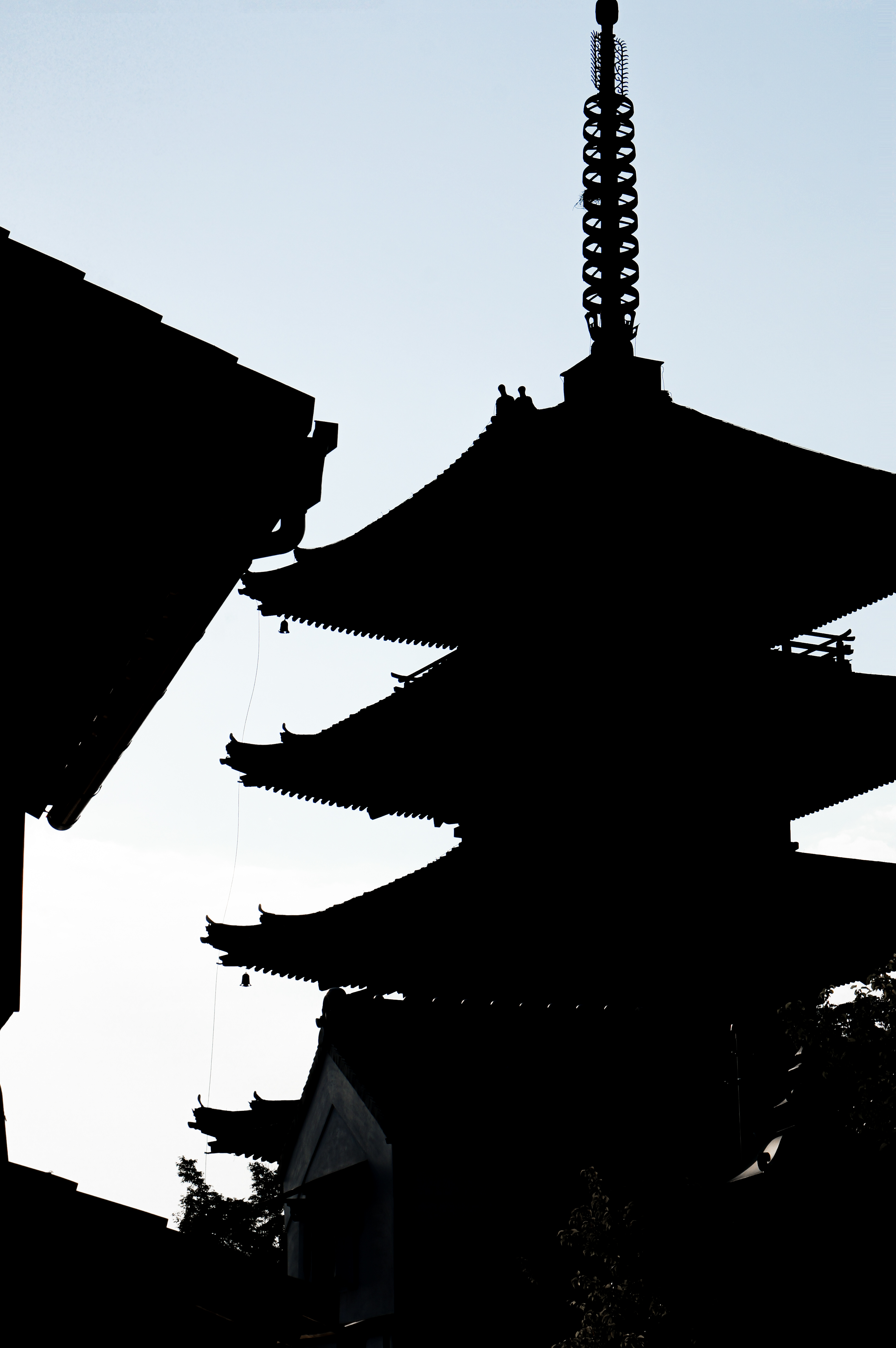 photo-chanpignon-Blancs